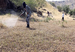 سمپاشی مراتع فنوج علیه ملخ صحرایی