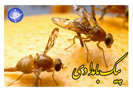 باغ ویلاهای تفریحی، سرپناه مگس&zwnj;های مدیترانه&zwnj;ای + صوت