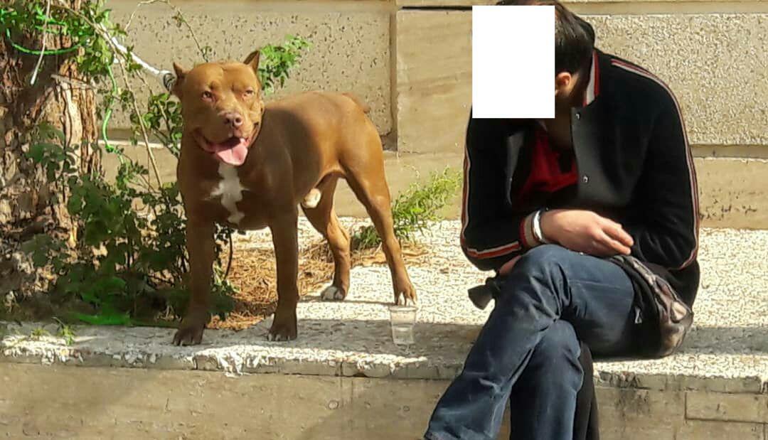 جزئیات حادثه حمله سگ رها شده به دو شهروند در دزاشیب