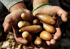 برگزاری نخستین جشنواره بلوط کرمانشاه