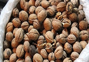 کشف وضبط ۹۰ کیسه گردوی خارجی قاچاق در بروجرد
