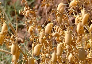 ۵ هزار هکتار از اراضی زراعی شهرستان اسلام‌آباد غرب به کشت نخود پاییزه اختصاص یافت