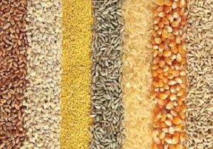 کاشت غلات در سطح ۲۵ هزار و ۵۰۰ هکتار از مزارع کشاورزی گیلانغرب