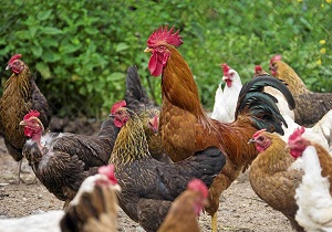 نیمچه مرغ‌های بومی در هندیجان کارآفرینی می‌کنند