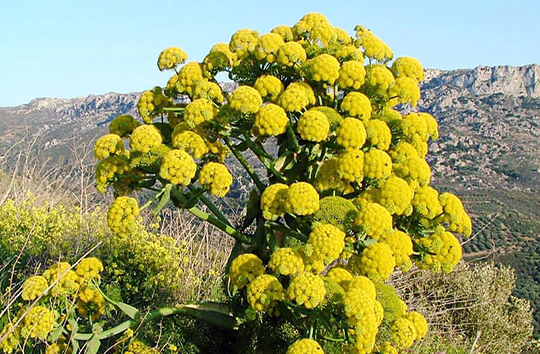گنج گیاهی در دل کوهستان&zwnj;های زاگرس