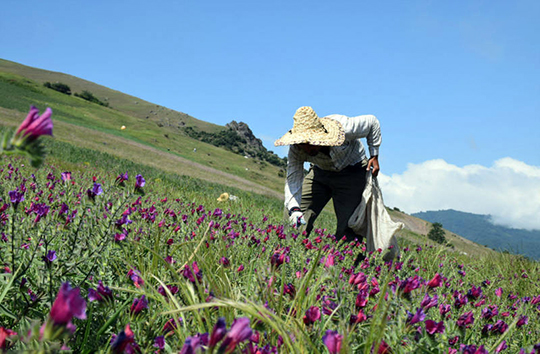 گنج گیاهی در دل کوهستان&zwnj;های زاگرس