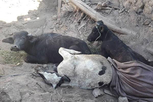 تلف شدن ۳۲۵ راس دام کوچک و ۵۰ راس دام سنگین در شهرستان سراب