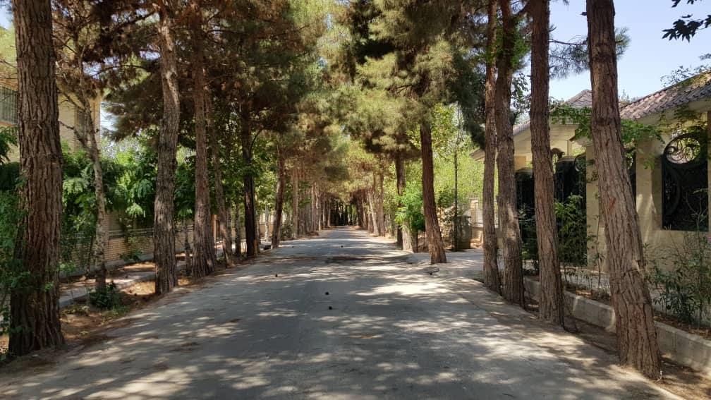 ۱۶۰۰۰ اصله درخت در معرض نابودی