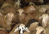 اقدامات دامپزشکی مصداق بارز پدافند در برابر تهدید&zwnj;های زیستی و اقتصادی