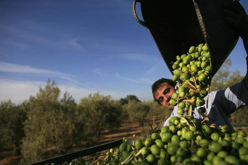 دولت واردات روغن زیتون را ممنوع کند!