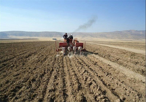 آغاز کشت گندم در شهرستان بابلسر