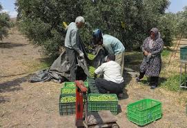 دولت واردات روغن زیتون را ممنوع کند