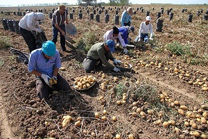 رشد ۵ برابری برداشت سیب زمینی در استان اصفهان