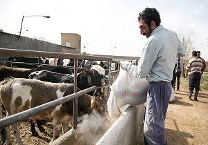 اشتغال زایی در خوزستان از سوی قرارگاه کربلا
