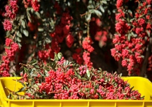 زرشک‌های سرما زده خریداری نمی شود