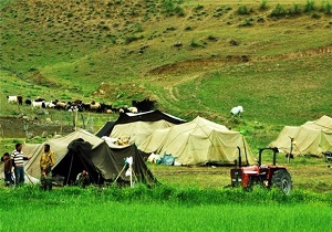 عشایر نقده سالانه ۷۰۰ تن گوشت تولید می‌کنند