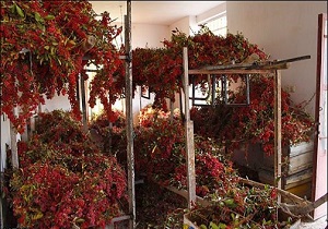 آماده سازی ۳۴ بارگاه برای خشک کردن زرشک باکیفیت