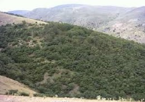حفاظت از عرصه‌های منابع طبیعی نیازمند مشارکت جوامع محلی است