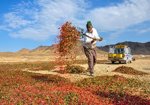 رونق زرشک پاکنی در این روز‌ها