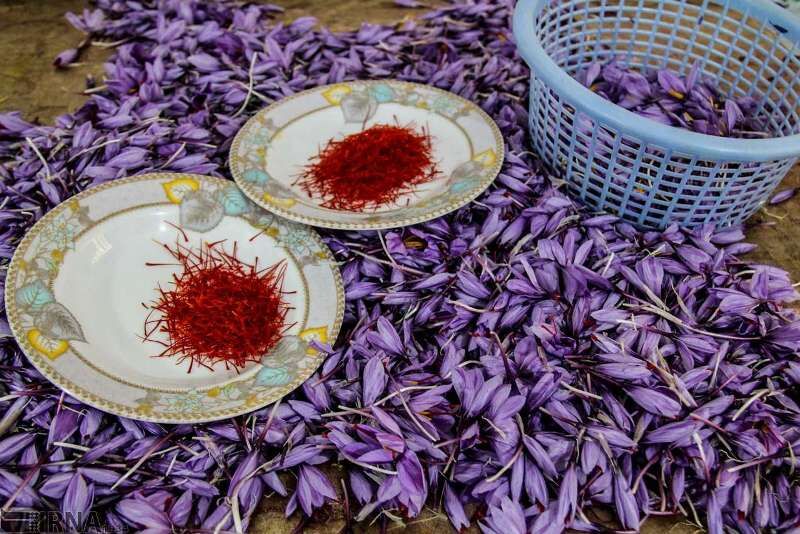 آغاز طرح خرید حمایتی زعفران در خراسان رضوی از هفته آینده