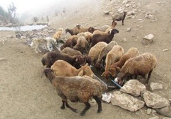 تهیه و توزیع ۹۹ دستگاه آبشخور از محل صندوق توسعه ملی
