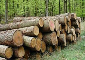 هشدار مدیر کل تعزیرات حکومتی مازندران به قاچاقچیان چوب جنگلی