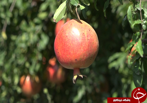 پاییز به رنگ سرخ درآمد