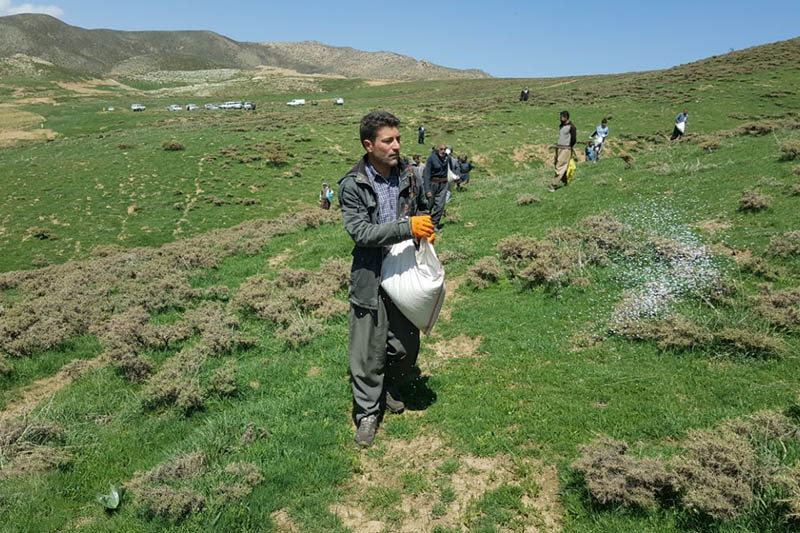 کودپاشی  ۱۰۰ هکتاری مراتع شهرستان اسدآباد