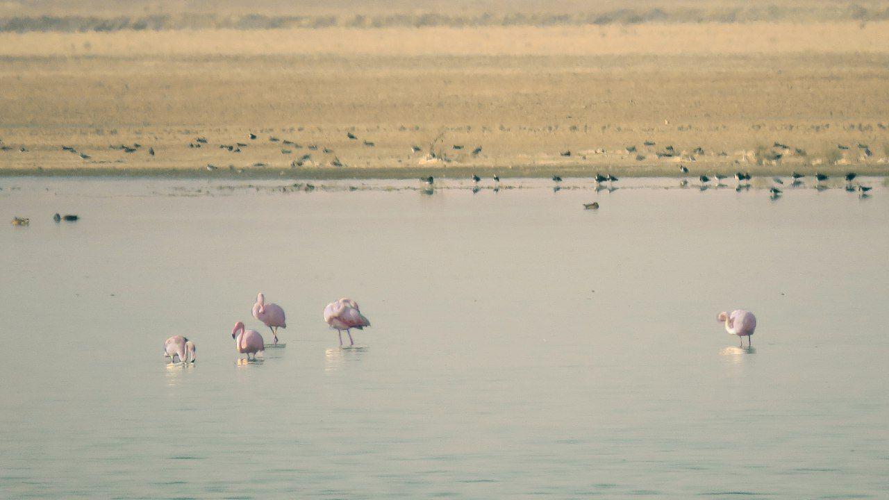 ورود اولین گروه مهمانان آبی به آبگیر‌های استان تهران