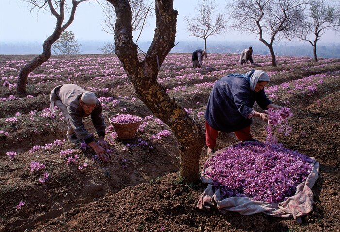 زعفران خالص را از نمونه تقلبی چگونه تشخیص دهیم؟