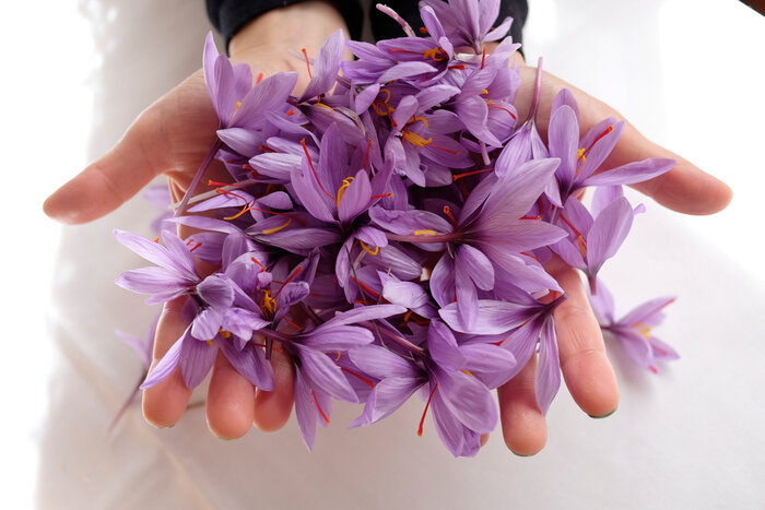 زعفران خالص را از نمونه تقلبی چگونه تشخیص دهیم؟