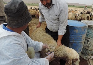 پایش بروسلوز (تب مالت) بیش از ۶۱ هزار رأس دام سبک و سنگین