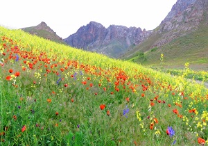 فیلمی زیبا از گل‌های وحشی در زاوه