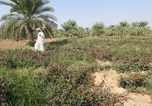 ارائه خدمات به عشایر در شهرستان اندیکا