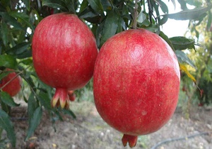 برگزاری جشن شکرانه انار در عقدا