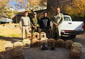 دستگیری متخلف زنده گیری کبک