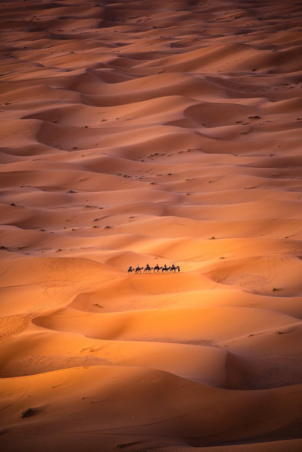 بهترین عکس سال ۲۰۱۹ مشخص شد
