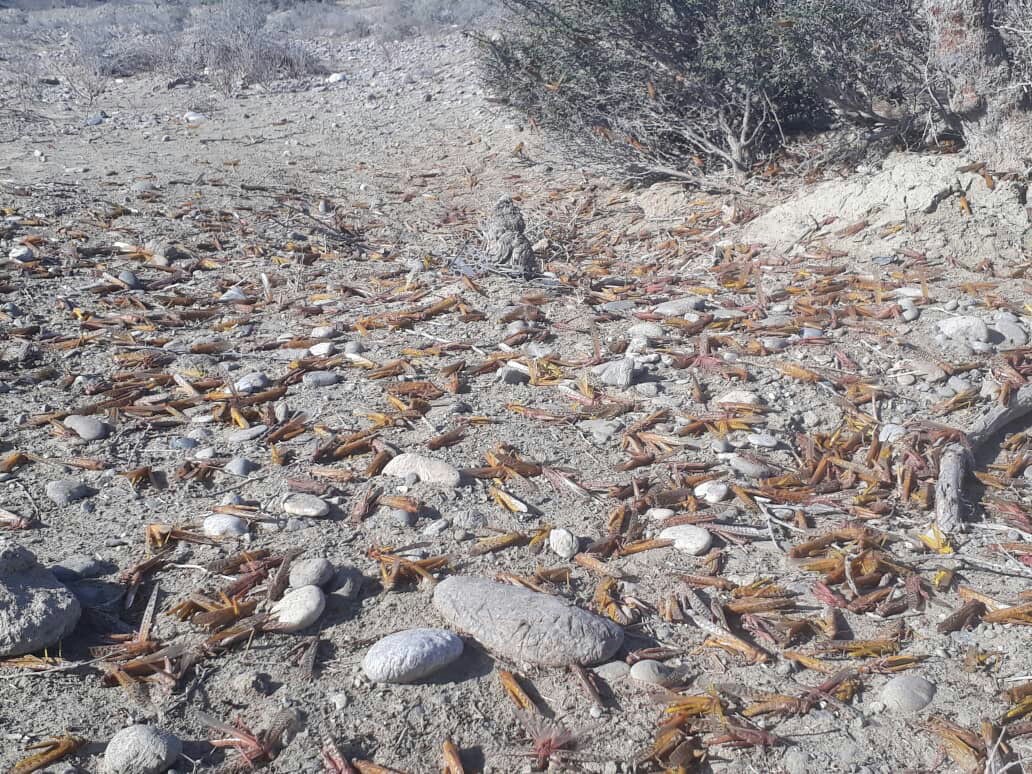 مبارزه با ملخ صحرایی در سطح ۱۰۰هکتار در شهرستان کنارک
