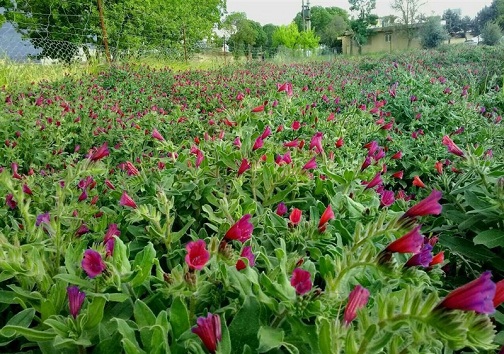 کشت گیاهان دارویی در ۳ هزار هکتار اراضی ملی