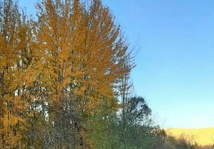 پیش بینی افزایش ابر و وزش باد در چهارمحال و بختیاری