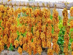 زنجان دومین تولید کننده کشمش در ایران است