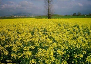 توزیع ۱ هزار و ۳۵۰ کیلو بذر کلزا بین کشاورزان استان