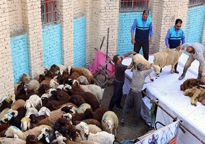 در ایام عید قربان بیش از ۲ هزار راس گوسفند و دام در استان سمنان قربانی شد