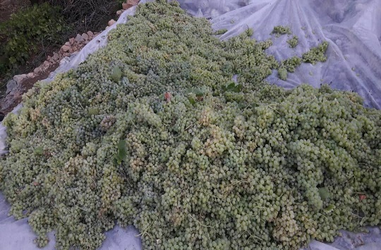 تهیه شیره انگور به روش سنتی در روستای ده چشمه تهیه شیره انگور به روش سنتی در روستای ده چشمه