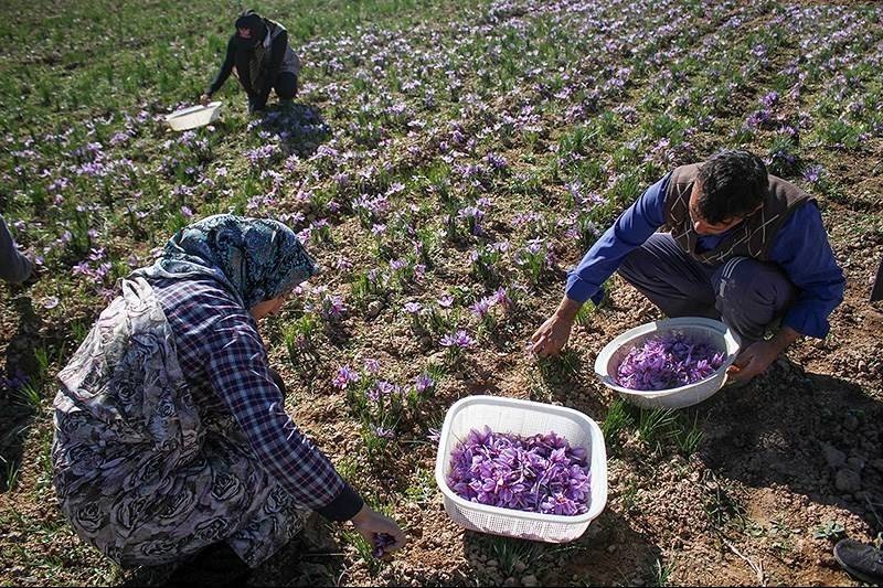 پیش بینی برداشت و تولید یک تن زعفران از سطح مزارع استان مرکزی