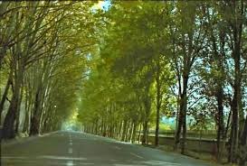 درختان مناسب کاشت متناسب با اقلیم خراسان رضوی