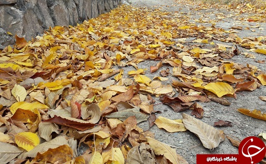 پاییز زیبای فردو به روایت تصویر