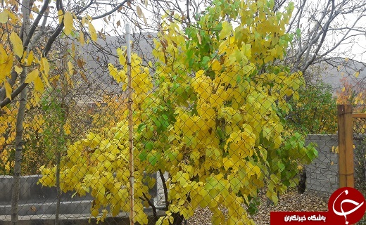 پاییز زیبای فردو به روایت تصویر