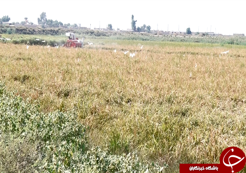آرامش، ارمغان کشت برنج برای کشاورزان/سیل دست خالی از اراضی کشاورزی خوزستان رفت+فیلم آرامش، ارمغان کشت برنج برای کشاورزان/سیل دست خالی از اراضی کشاورزی خوزستان رفت+فیلم