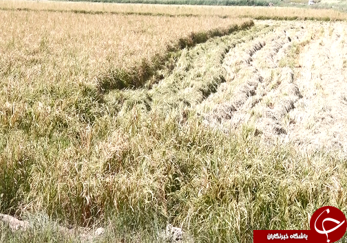 آرامش، ارمغان کشت برنج برای کشاورزان/سیل دست خالی از اراضی کشاورزی خوزستان رفت+فیلم آرامش، ارمغان کشت برنج برای کشاورزان/سیل دست خالی از اراضی کشاورزی خوزستان رفت+فیلم
